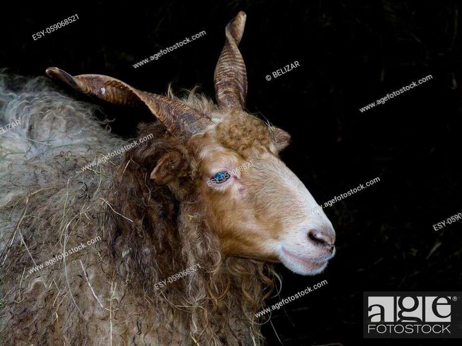 Racka sheep, its scientific name is Ovies aries, Stock Photo, Picture And  Low Budget Royalty Free Image. Pic. ESY-059068521 | agefotostock