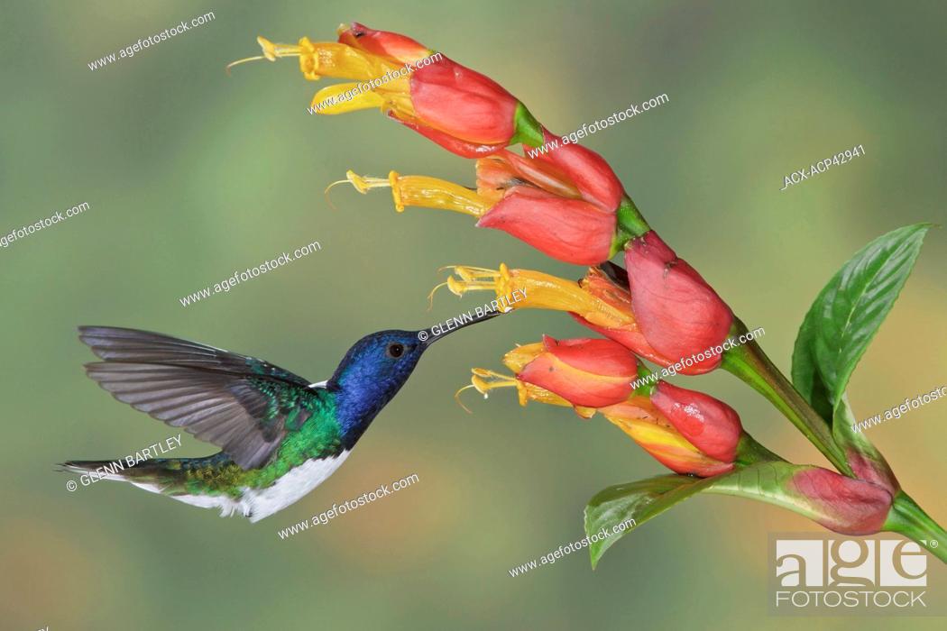 Stock Photo: White-necked Jacobin Florisuga mellivora flying and feeding at a flower in Costa Rica.
