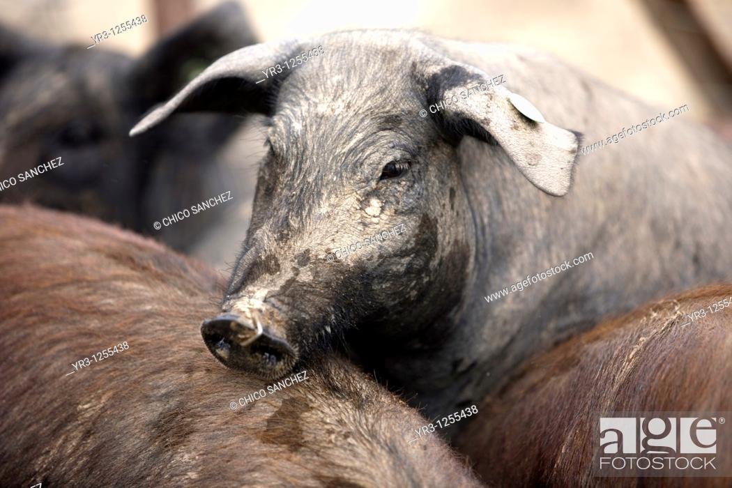 Stock Photo: An Spanish Iberian pig, the source of Iberico ham known as pata negra, on a farm in Prado del Rey, Sierra de Cadiz, Cadiz province, Andalusia, Spain.