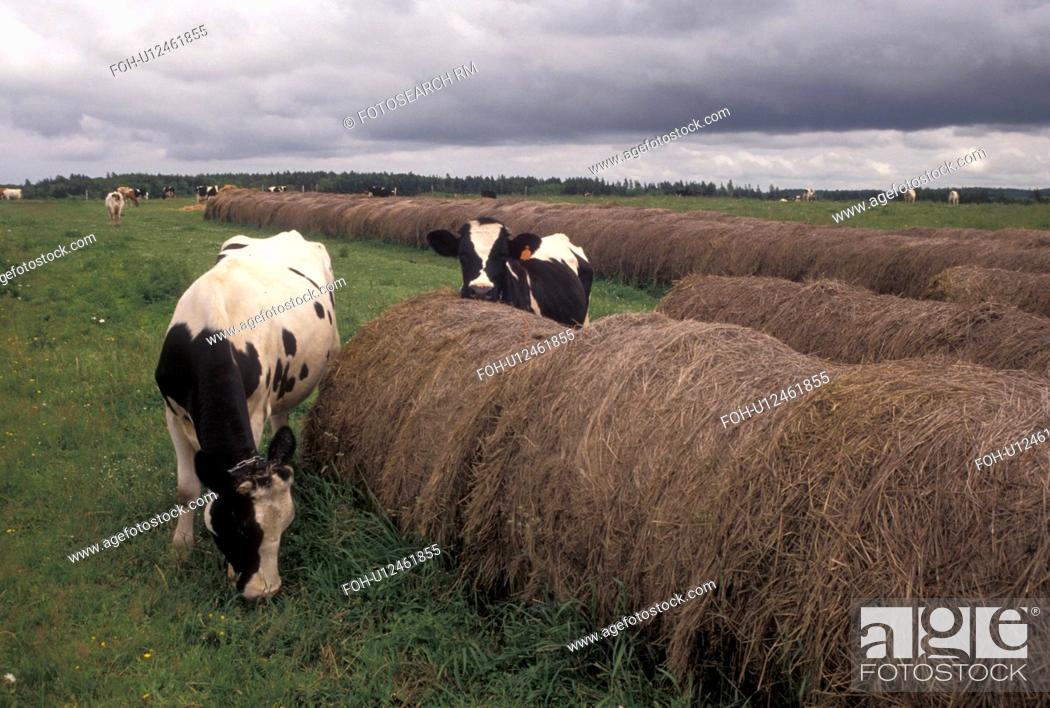 Stock Photo: cows, farm, Prince Edward Island, Canada, P.E.I Dairy cows grazing in a pasture next to hay bales on a farm in Queen's County on Prince Edward Island.