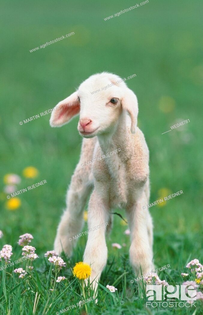 Stock Photo: Lamb.