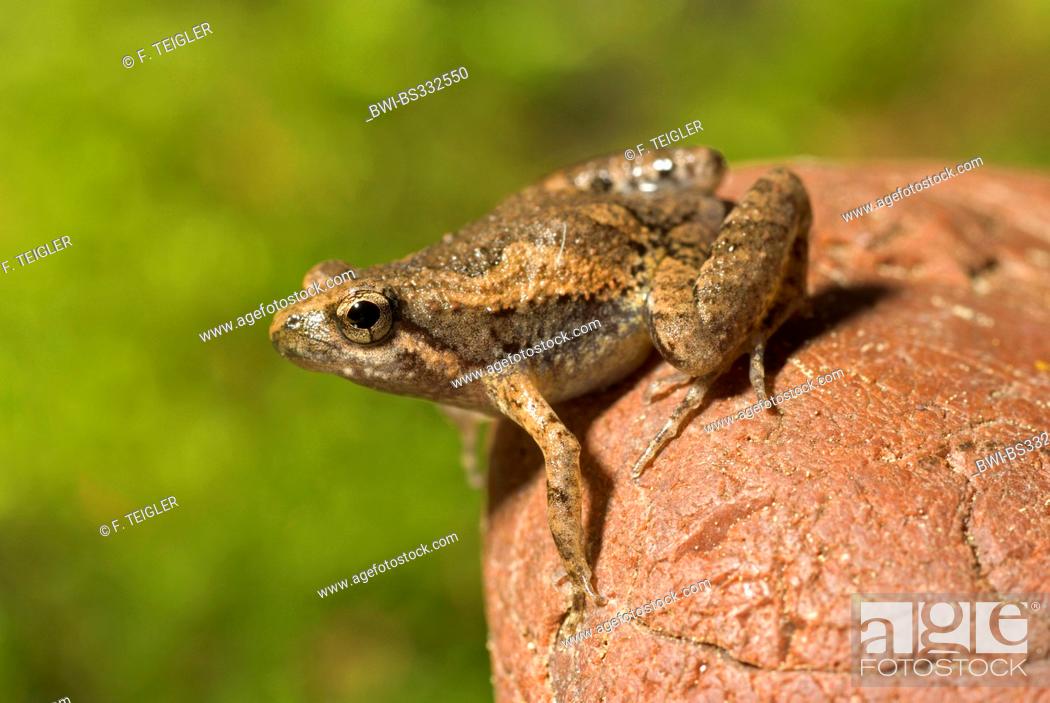 Stock Photo: Narrow-mouthed frog (Microhyla pulchra), on a stone.