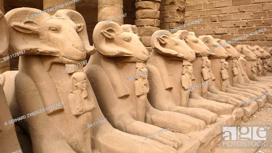 laberinto Suponer Comercio Ram statues, ram sphinxes, Karnak Temple, Luxor, Nile Valley, Egypt,  Africa, Foto de Stock, Imagen Derechos Protegidos Pic. IBR-1175187 |  agefotostock