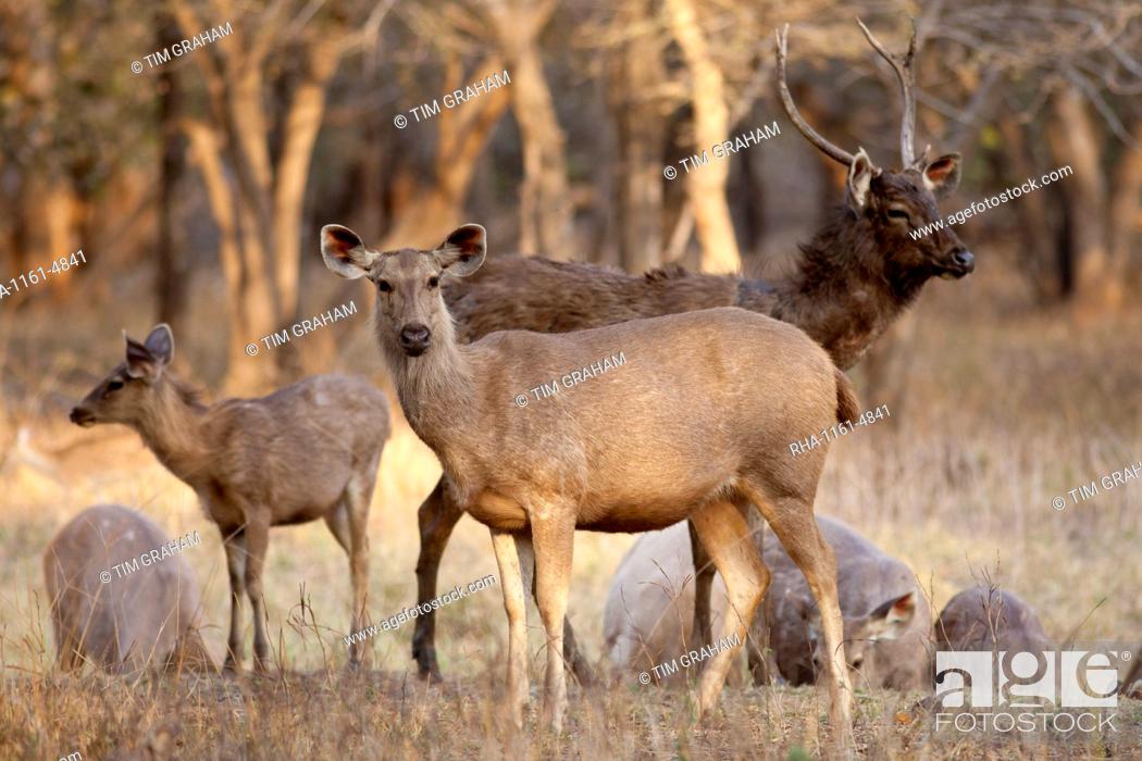 Stock Photo: Indian Sambar, Rusa unicolor, deer herd in Ranthambhore National Park, Rajasthan, India.