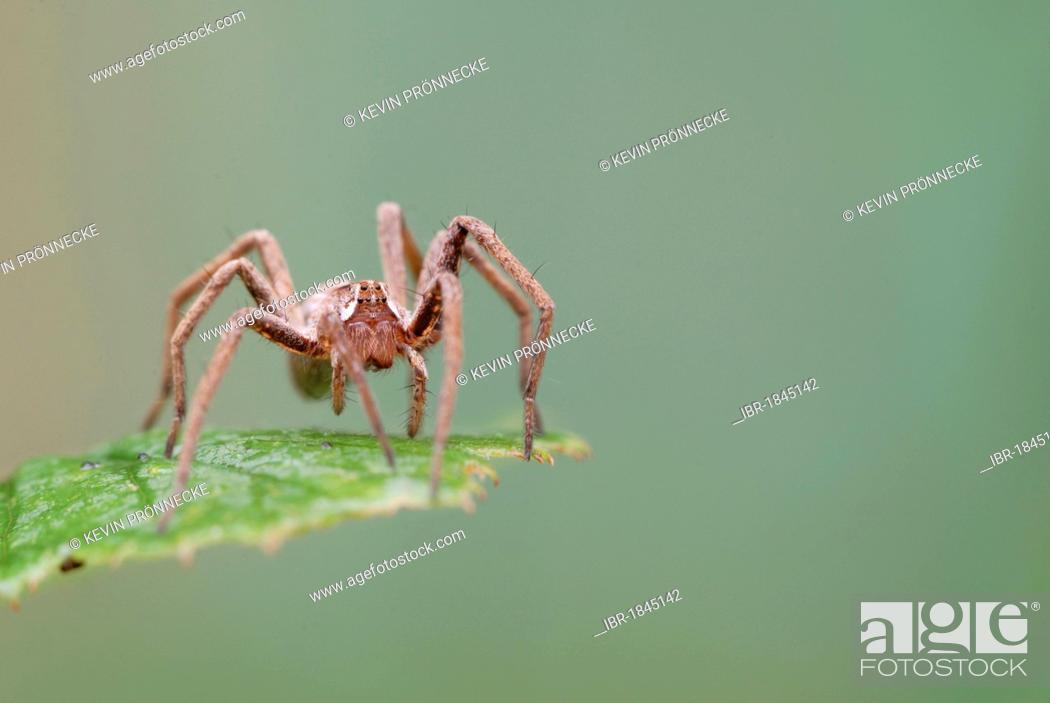Imagen: Fishing spider, raft spider, dock spider or wharf spider (Dolomedes spec.) on leaf.