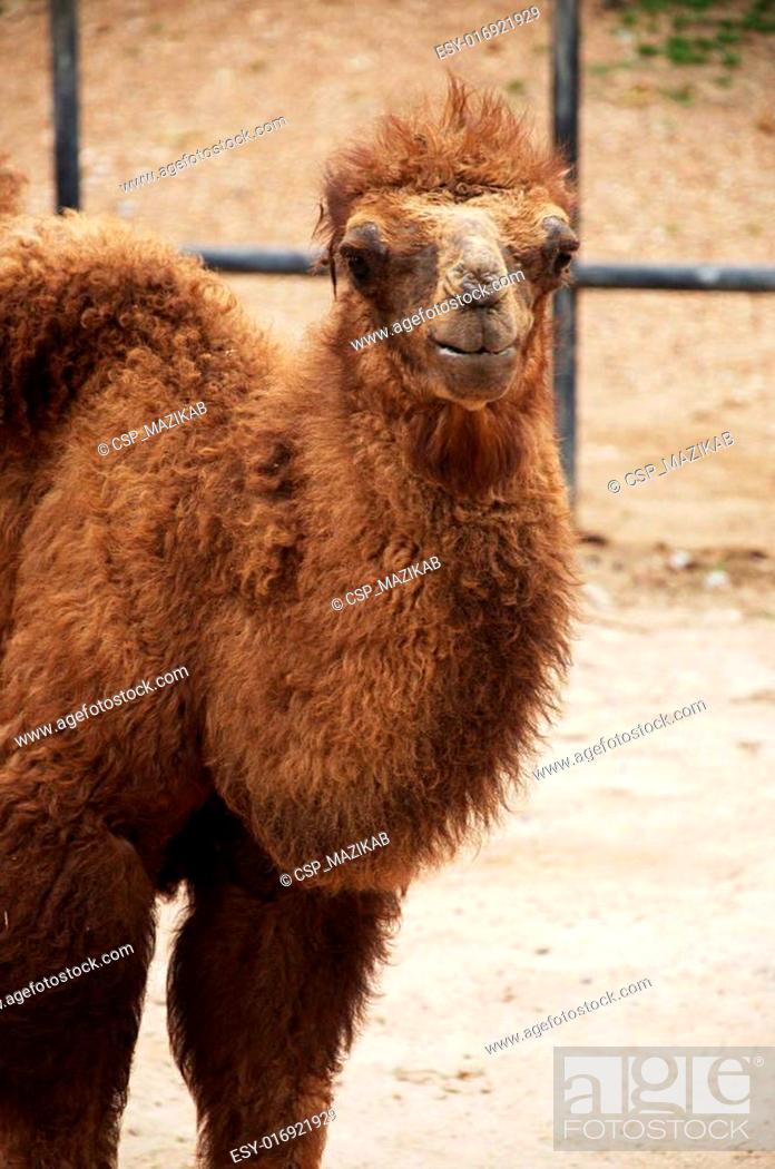 baby Bactrian camel, Stock Photo, Picture And Low Budget Royalty Free  Image. Pic. ESY-016921929 | agefotostock