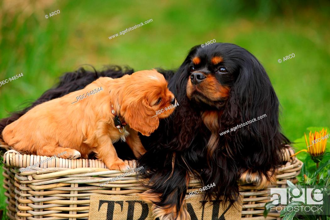 Cavalier King Charles Spaniel Black And Tan And Ruby Male And Puppy 6 Weeks Stock Photo Picture And Rights Managed Image Pic Rdc 948544 Agefotostock