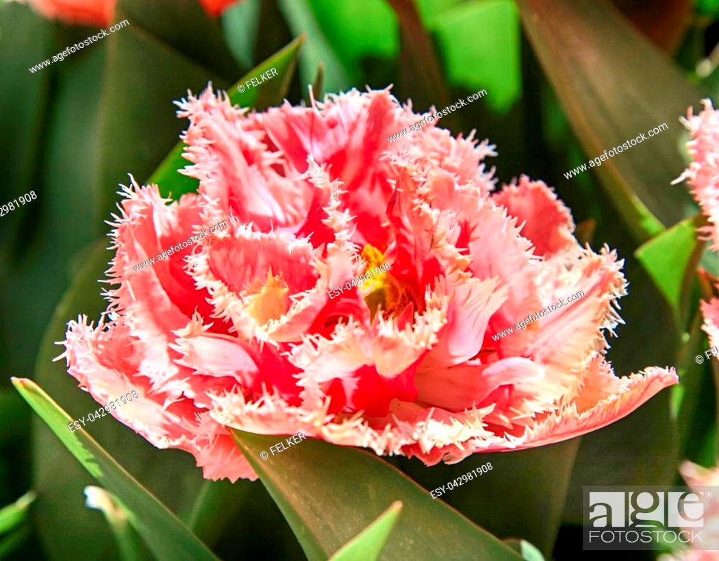 Stock Photo: Terry fringed pink tulip. Pink tulip fringed with white ragged edges, Terry red colored tulip, close up image.