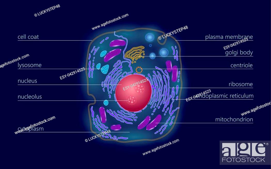 Animal human cell structure educational science. Microscope 3d eukaryotic  nucleus organelle medicine..., Stock Vector, Vector And Low Budget Royalty  Free Image. Pic. ESY-042914523 | agefotostock