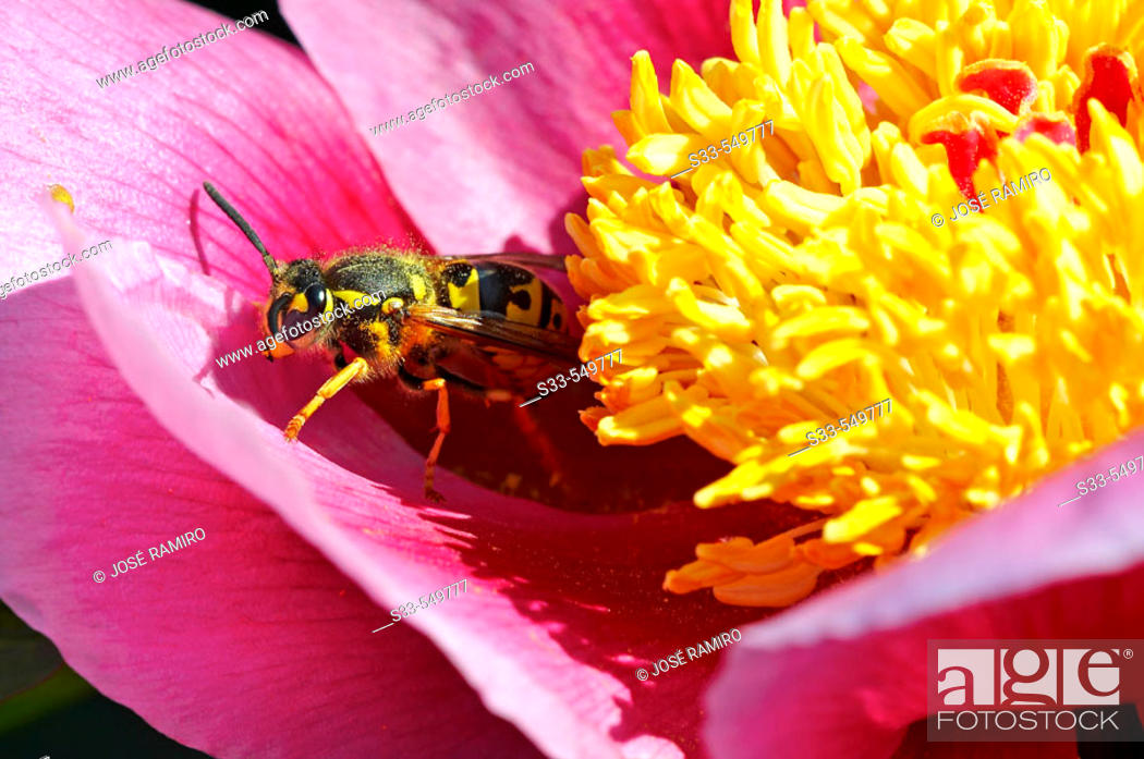 Stock Photo: Wasp on a Paeonia broteri.