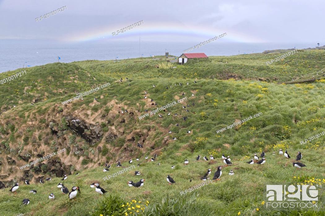 Stock Photo: Atlantic puffins (Fratercula arctica) nesting in old rabbit holes on slope of sea cliff in seabird colony in summer, Iceland.
