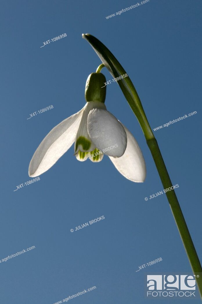 Stock Photo: A single snowdrop Galanthus nivalis against a blue spring sky, backlit.