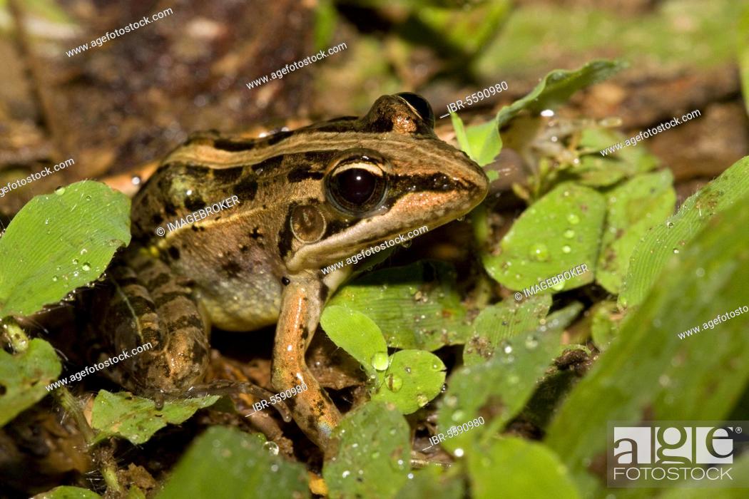 Stock Photo: Mascarene rocket frog, Ptychadena, mascareniensis, from Madagascar.