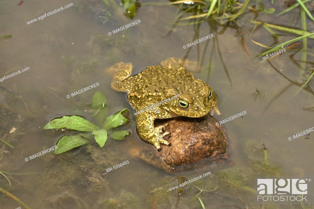 Stock Photo: Sapo Corredor, natterjack toad (Bufo calamita), Benalmadena, Malaga, Andalusia, Spain, Europe.