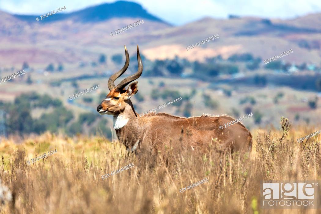 Stock Photo: majestic male of endemic very rare Mountain nyala, Tragelaphus buxtoni, big antelope in Bale mountain National Park, Ethiopia, Africa wildlife.