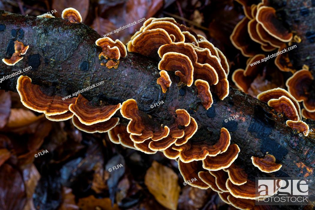 Stock Photo: Banded Polypore (Trametes versicolor) fruiting bodies, growing on decaying log in beech woodland, Kent, England, November.