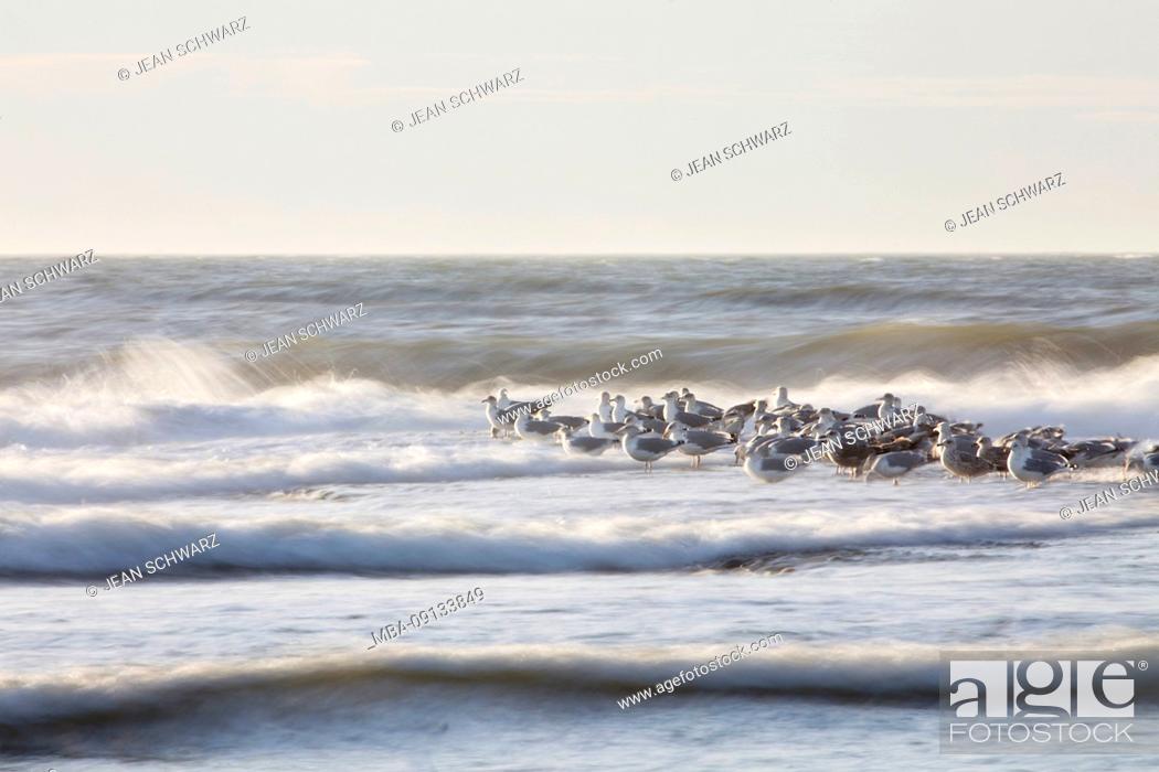 Imagen: Seagulls are sitting on a groyne in the North Sea.