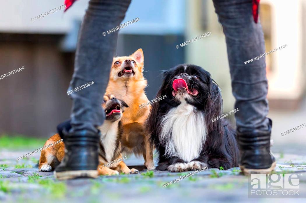 Stock Photo: three cute small dogs on a cobblestone road seen between the legs of a woman.