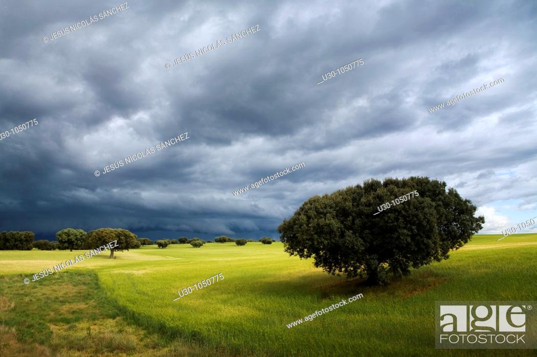Stock Photo: Landscape with stormy sky of cereal fields with oaks, in Parada de Arriba  Salamanca  Castilla y León  Spain.