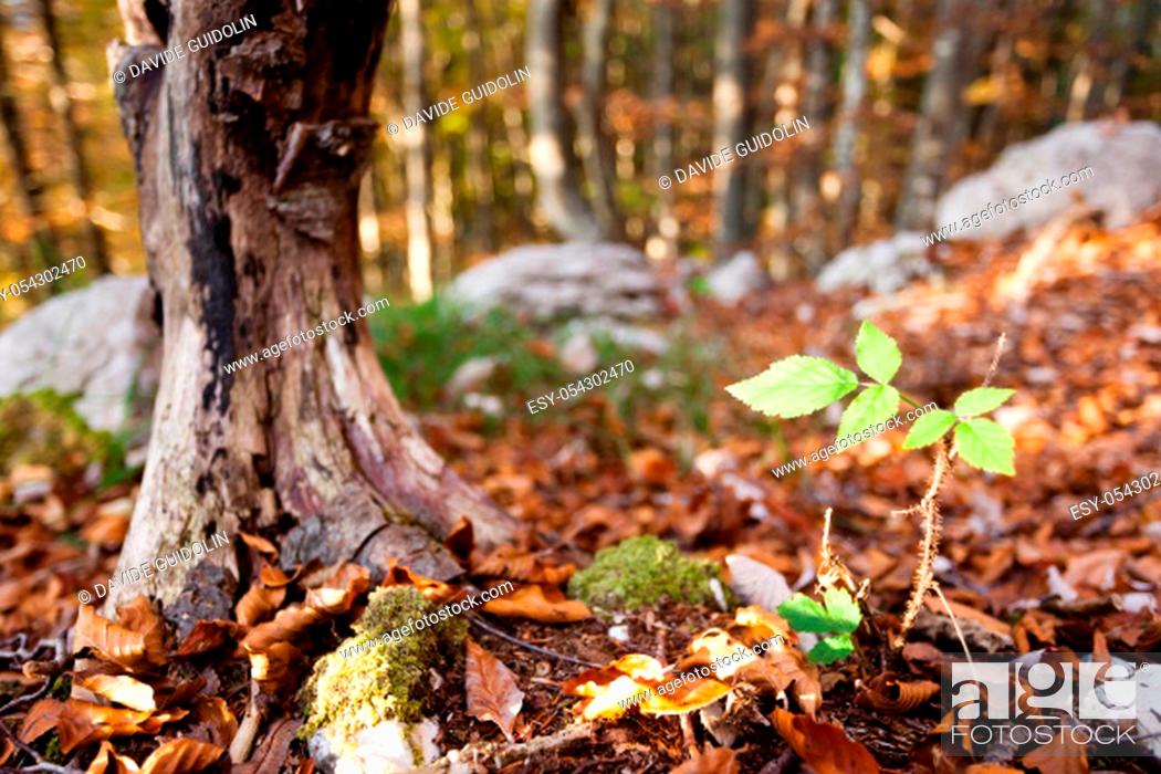 Stock Photo: Wild plant leaf close up, autumn background. Beauty in nature. Autumn lansdscape.