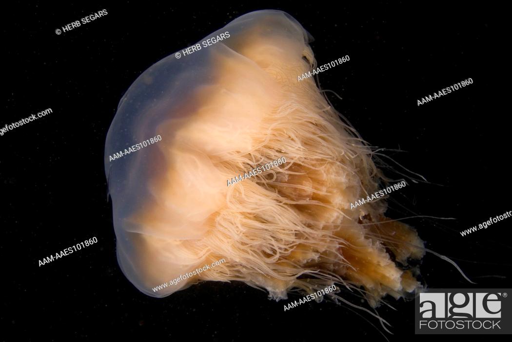 Stock Photo: A Lion's Mane Jellyfish, (Cyanea capillata) in the plankton-laden waters above the Keel Wreck off the coast of New Jersey, USA.