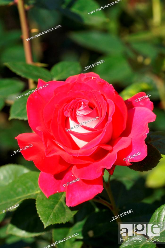 Rosa Caramba, Edelrose, Hybrid-rose, Stock Photo, Picture And 
