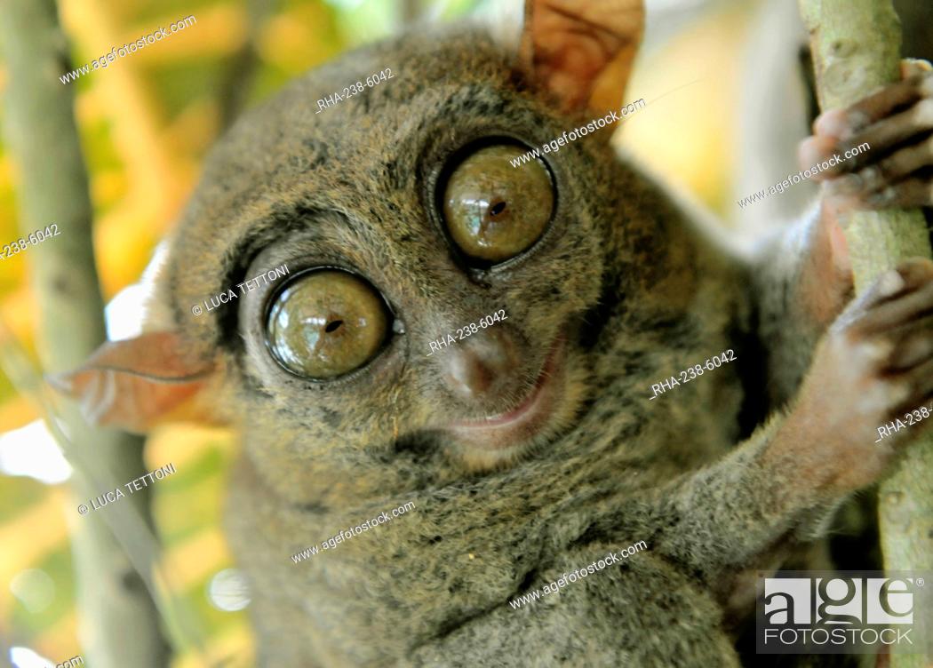 Tarsier fraterculus, the smallest living primate, only 130mm 5 inches tall,  Tarsier Sanctuary, Stock Photo, Picture And Rights Managed Image. Pic.  RHA-238-6042 | agefotostock