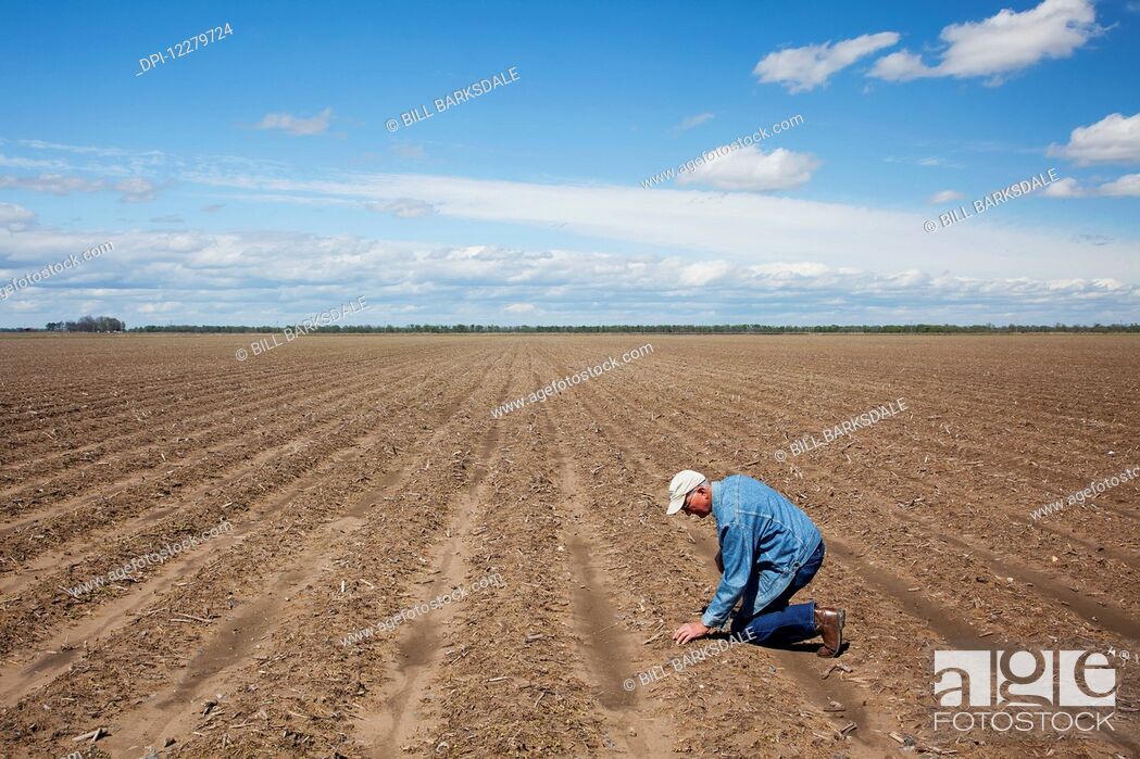 Stock Photo: Crop consultant examines bedded land; England, Arkansas, United States of America.
