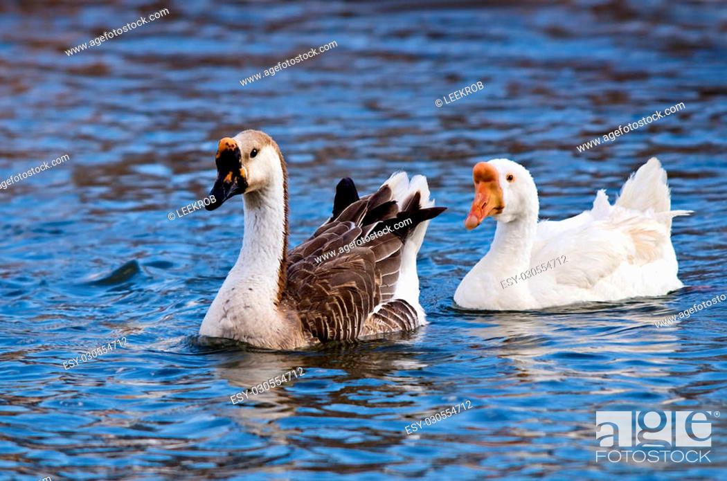 Stock Photo: White and Brown Chinese Goose (Anser cygnoides) swimming in the lake.