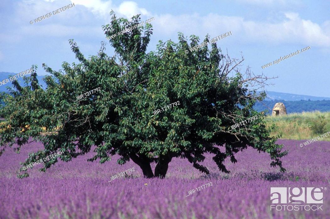 Stock Photo: True Lavender (Lavandula angustifolia), tree in a lavender field, near Apt, Provence, France, Europe.