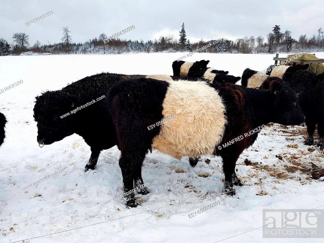 Stock Photo: Galloway-Sattelrind, Belted, Galloway, Winter, Schnee.