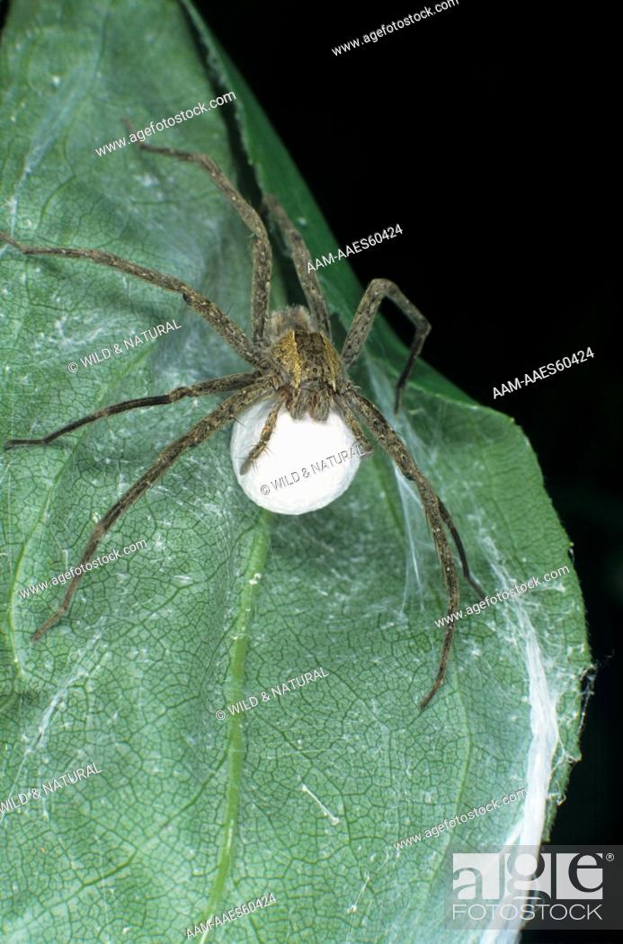 Imagen: Nursery Web Spider with Egg Sack (Pisaurina mira).