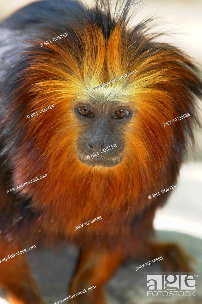 Golden-Headed Lion Tamarin (Leontopithecus rosalia chrysomelas), Stock  Photo, Picture And Rights Managed Image. Pic. MEV-10738588 | agefotostock