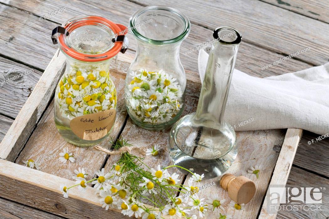 Stock Photo: scented mayweed, german chamomile, german mayweed (Matricaria chamomilla, Matricaria recutita), self-made production of alcoholic extract of chamomille, Germany.
