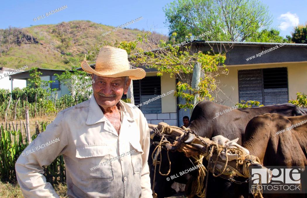 Stock Photo: Cienfuegos Cuba old cowboy with oxen portrait with hat on ranch.