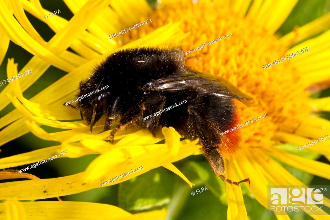 Stock Photo: Red-shanked Carder Bumblebee (Bombus ruderarius) queen, on sunflower flower in garden, Powys, Wales, August.