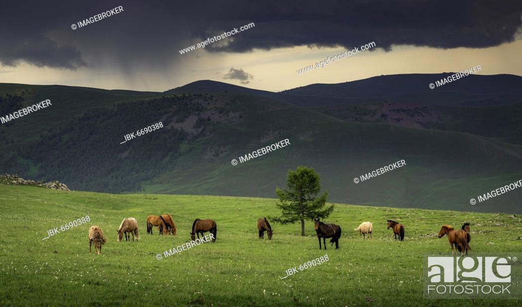 Stock Photo: Domestic Horses (Equus ferus caballus) in summer on mountain, Arkhangai province, Mongolia, Asia.