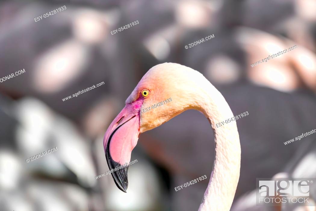 Photo de stock: Beautiful pink American Flamingos in water Phoenicopterus Roseus with shallow focus.