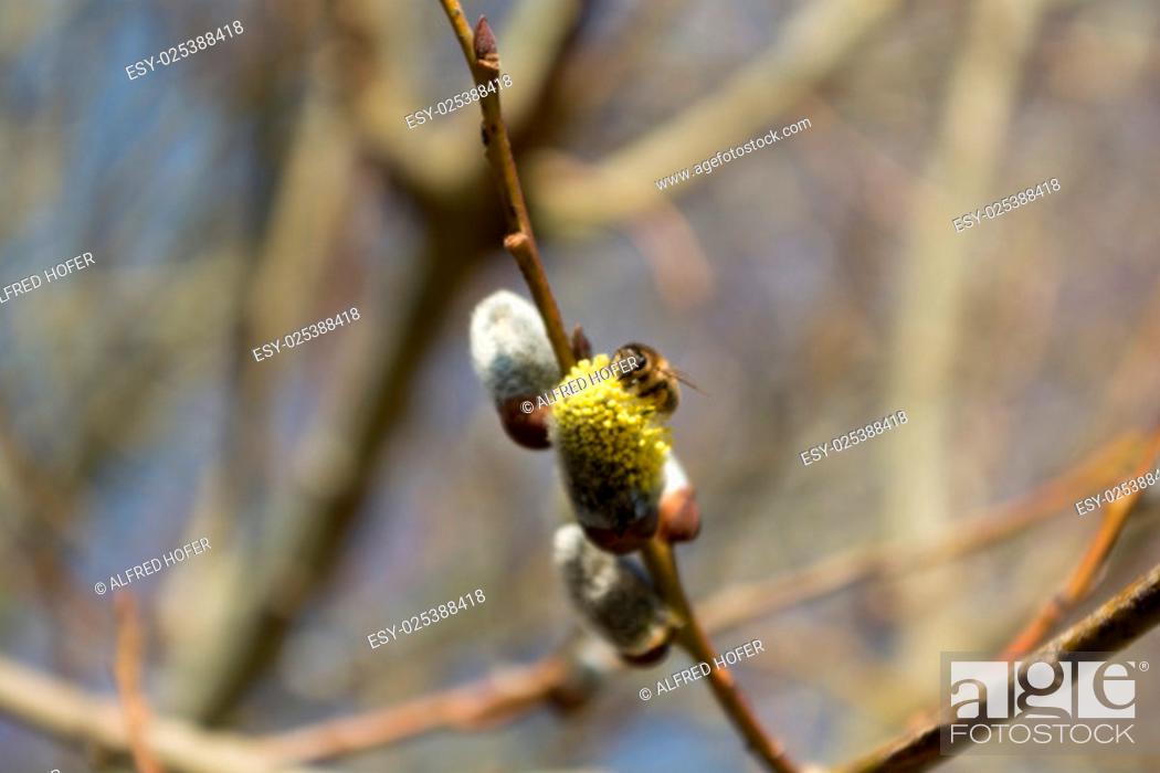 Stock Photo: Biene auf blühendem Palmätzchen.