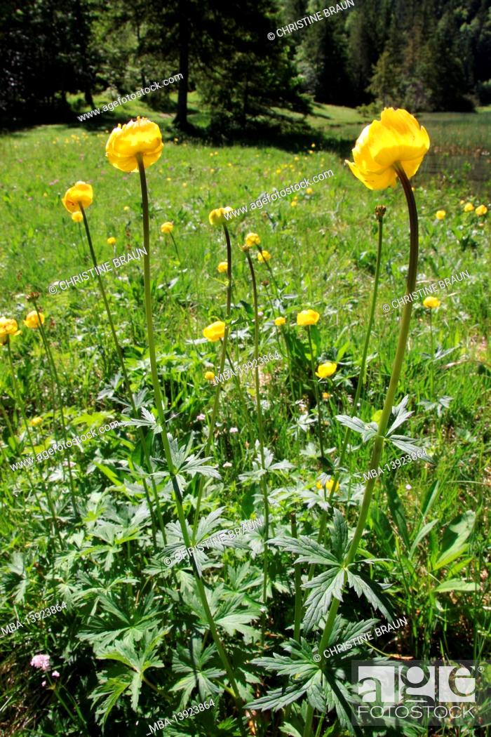 Stock Photo: Globeflowers at the Ferchensee near Mittenwald. Isar Valley, Upper Bavaria, Bavaria, Germany.