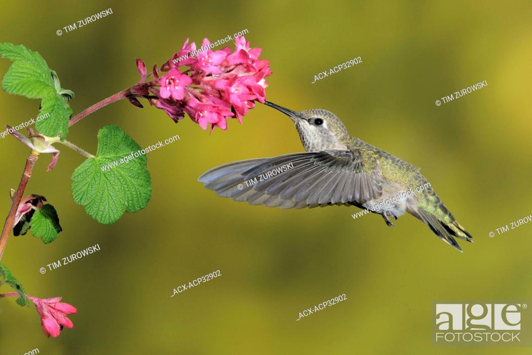 Stock Photo: Female Anna's Hummingbird Calypte anna feeding on the nectar of a flower.