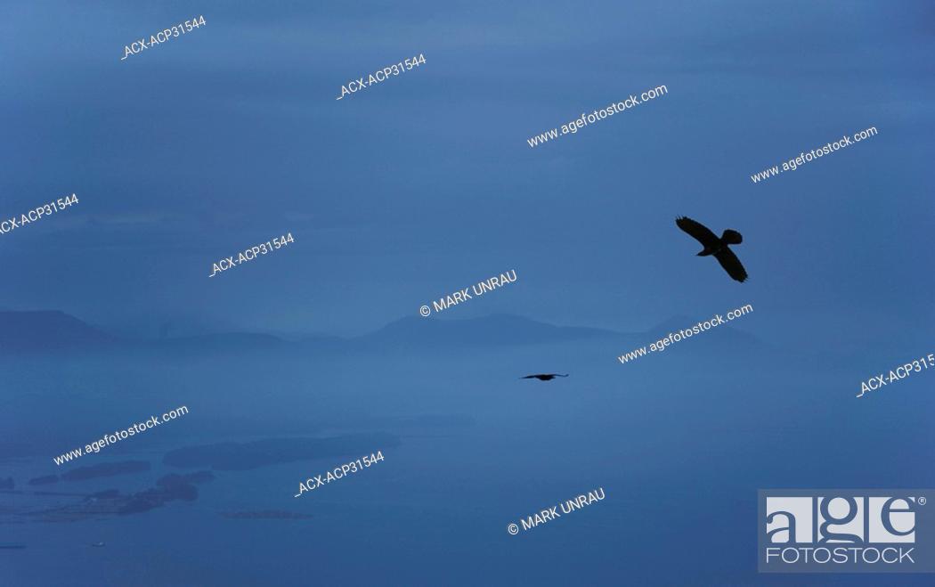 Imagen: Crows Corvus brachyrhynchos in the dusk mist over Mount Erskine, Saltspring Island, British Columbia, Canada.