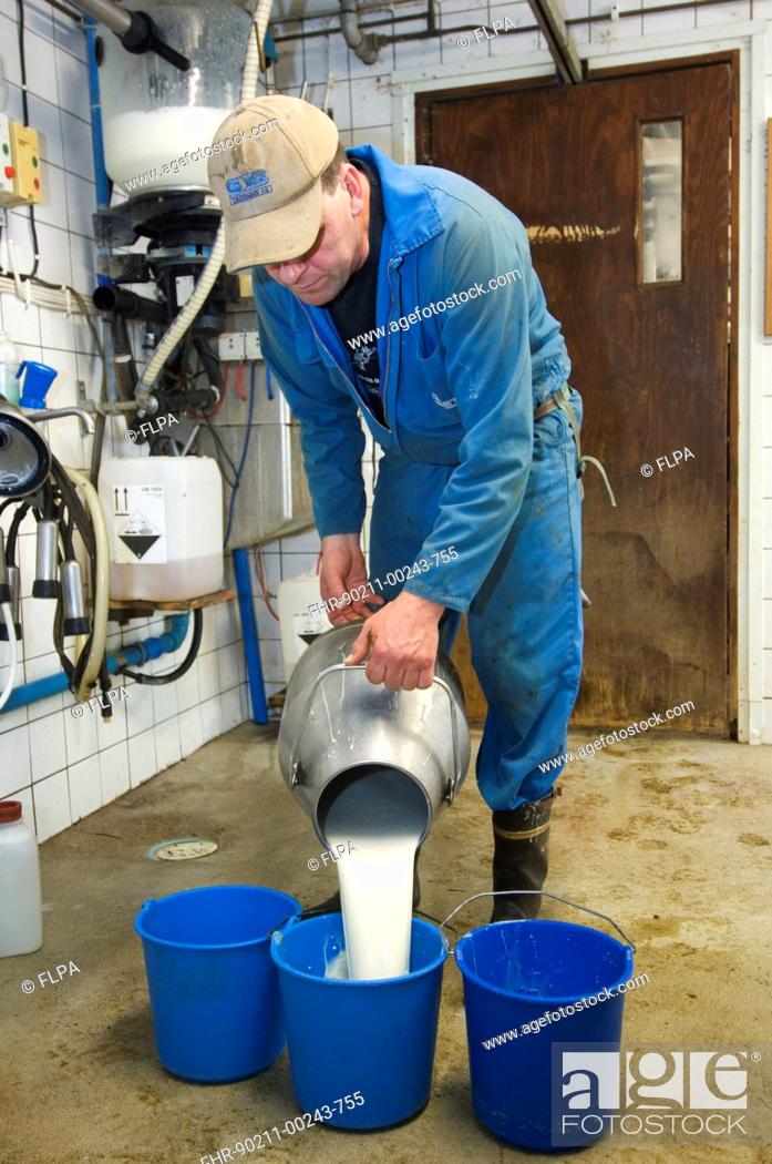 Dairy farmer pouring milk into bucket, in milking parlour, Sweden, Stock  Photo, Picture And Rights Managed Image. Pic. FHR-90211-00243-755 |  agefotostock