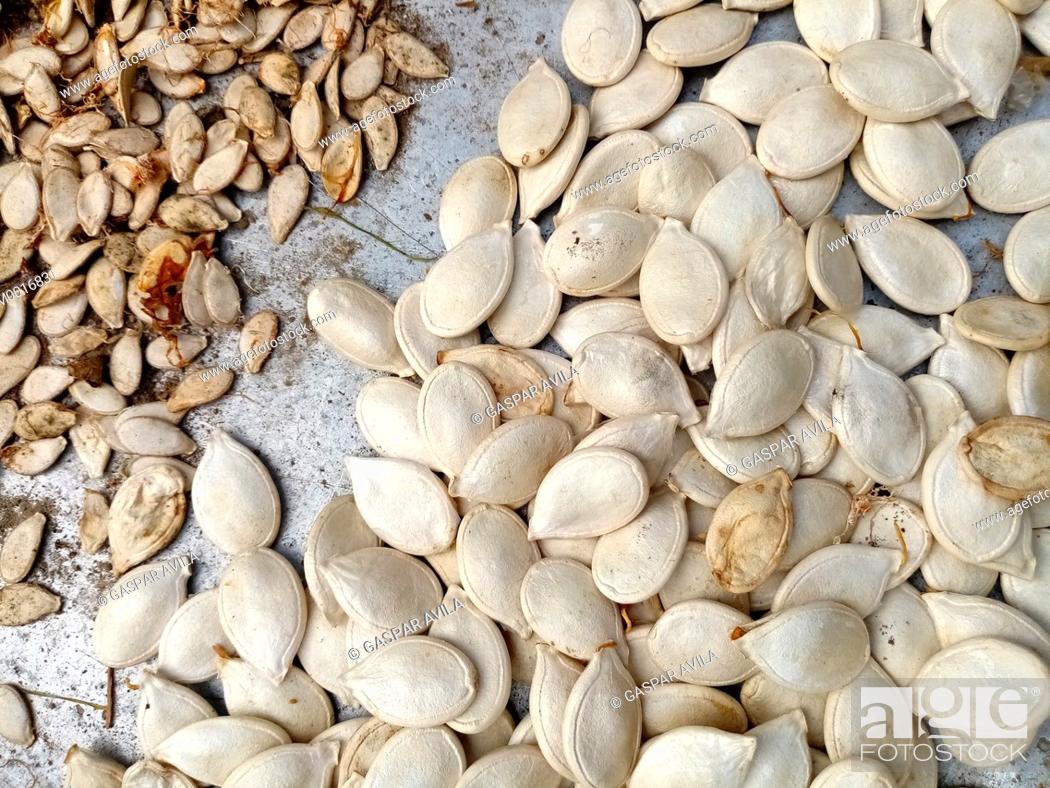 Imagen: Close-up of some cantaloupe seeds (left) and pumpkin seeds (right), side by side for size comparison.