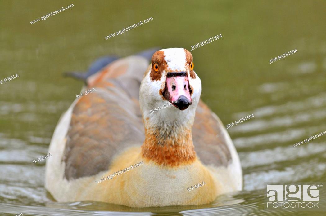 Stock Photo: Egyptian goose Alopochen aegyptiacus, swimming, Germany.