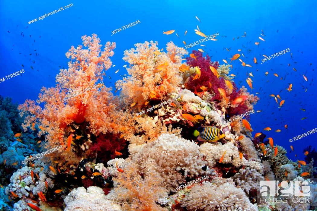 Stock Photo: Coloured Soft Coral Reef, Dendronephthya sp., Brother Islands, Red Sea, Egypt.