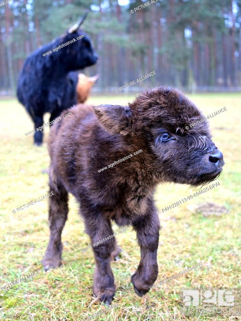 Imagen: 13 January 2022, Brandenburg, Baruth: A few days old Highland calf runs in front of its mother Berta in the Johannismühle Game Park.