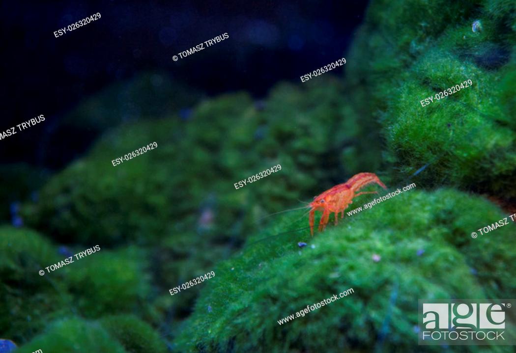 red cherry freshwater shrimp, Stock Photo, Picture And Low Budget ...