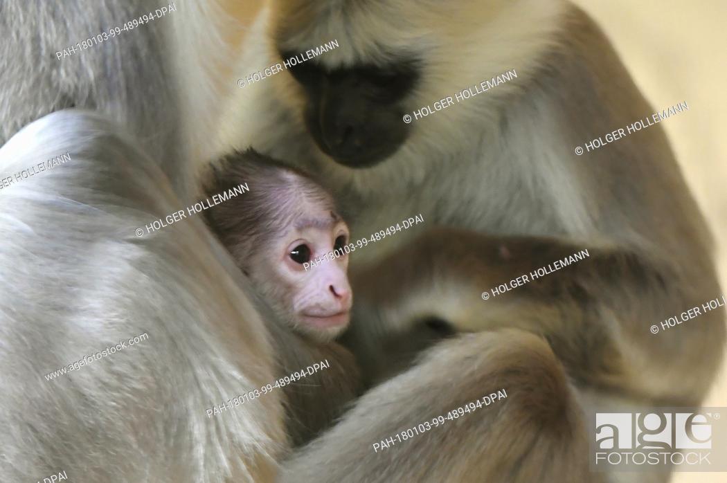 Stock Photo: A 13-day-old Hanuman langur baby is been taken care of by relatives in the ape enclosure of the Adventure Zoo in Hanover, Germany, 03 January 2018.