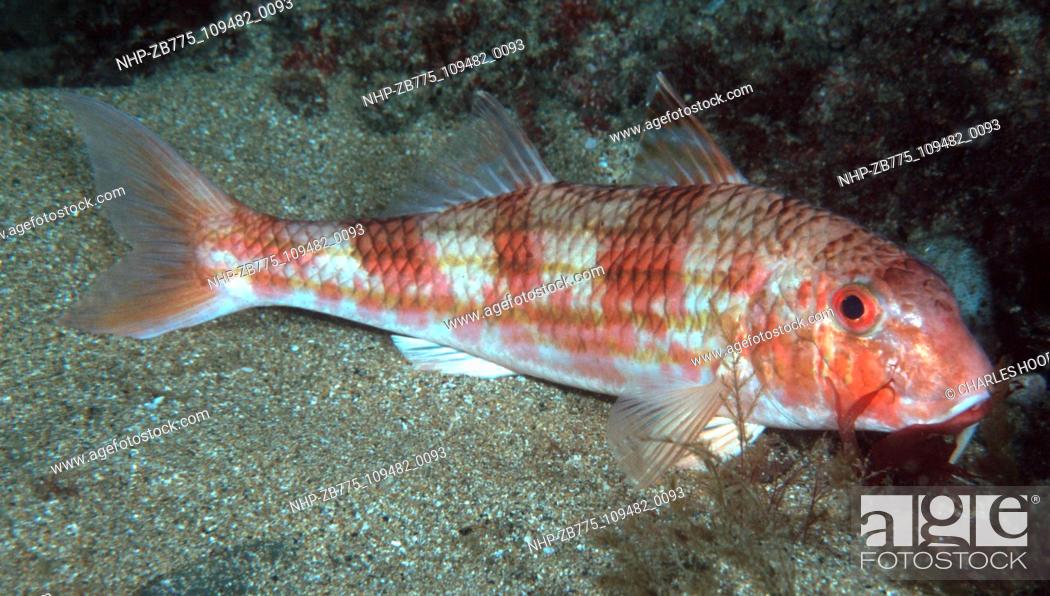 Stock Photo: striped red mullet  Date: 16/1/01  Ref: ZB775-109482-0093  COMPULSORY CREDIT: Oceans Image/Photoshot.
